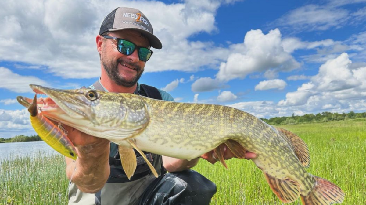 Pêcheur exhibant son brochet pris en pêche no-kill